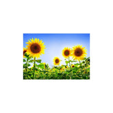 Hectarul - Pachet erbicidare floarea soarelui Fluence Pack, 5 HA